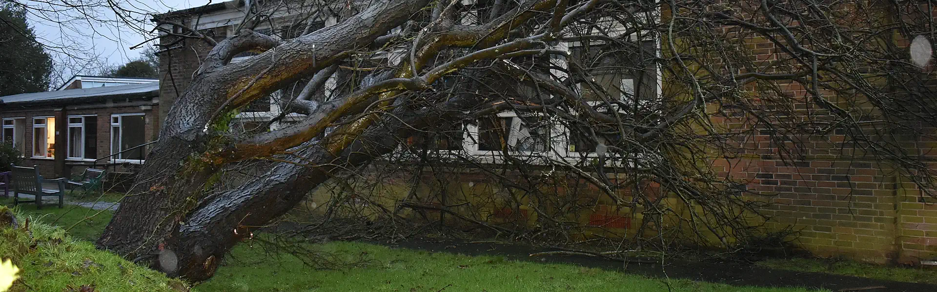 Emergency Tree Service London London Tree Surgeons