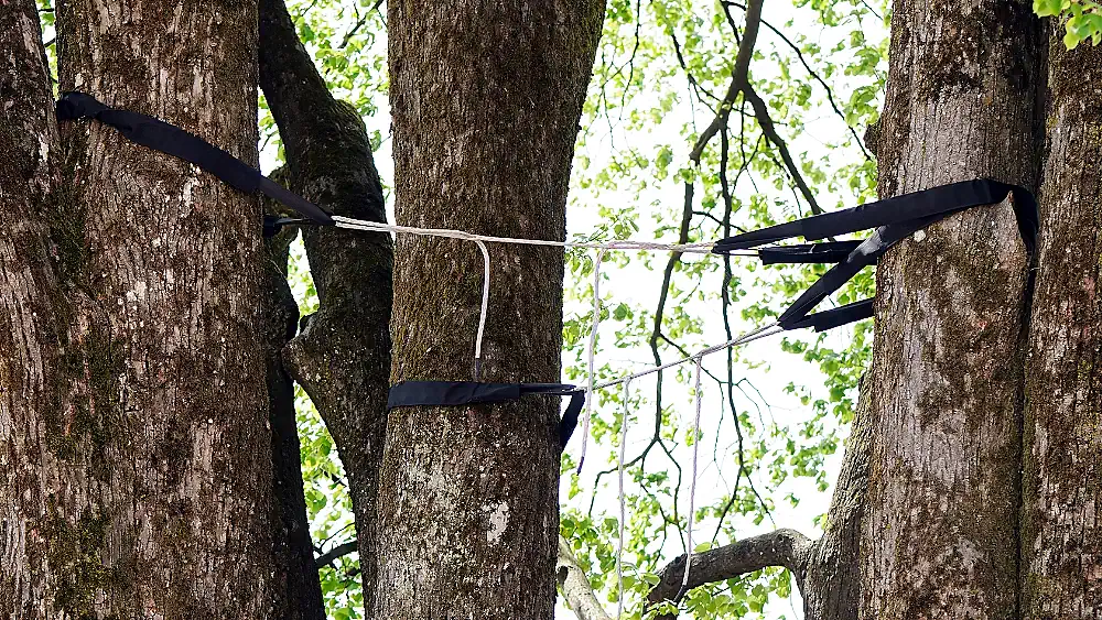 Tree Cable Bracing London